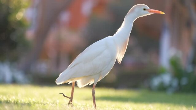 White cattle egret wild bird, also known as Bubulcus ibis walking on green lawn in summer