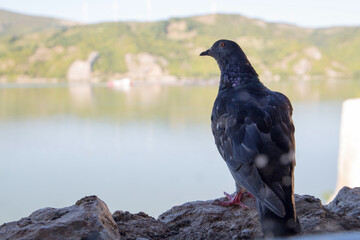 A pigeon stands on a stone in the foreground in the shade with hills blurred in the background. Close up, copy space.