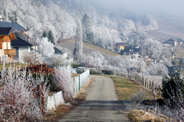 A scenic landscape of village and trees in nature with vineyard covered with white hoar-frost and fog in winter time in the morning with path road