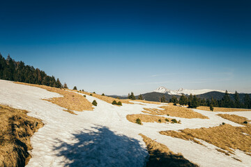 Snow-covered meadow in the mountains, coniferous forest, spring