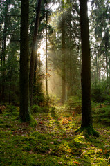 Beautiful fairy tale forest landscape with sunlight shining through the trees and foliage. Natural background