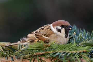 Tree sparrow shells a seed on a fir branch. Moravia. Europe.
