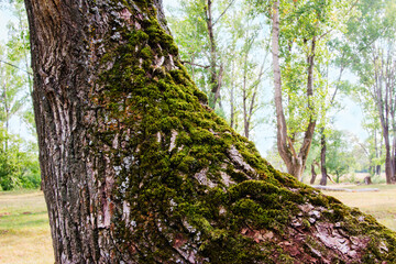 Moss on a tree bark summer outdoor.