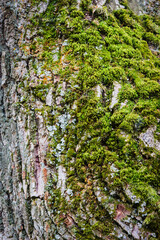 Moss on a tree bark summer outdoor.