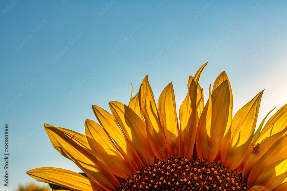 Wall mural sunflower petals with backlight isolated on blue sky.