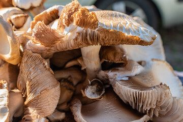 Brown mushroom hymenium texture closeup and blur background
