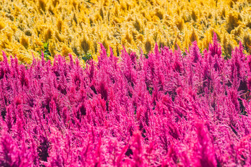 広大な花畑と十勝岳連峰 (日本 - 北海道 - 四季彩の丘)
