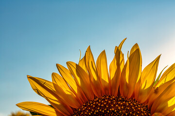 sunflower petals with backlight isolated on blue sky.