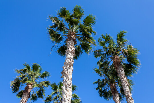 Palm trees found on the Mediterranean island of Cyprus and other middle east countries, stock photo image