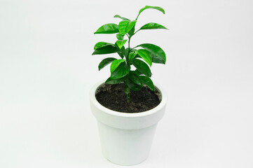 green plant in a white pot on a light background. tangerine sprout planted in a pot. concept of a new life.