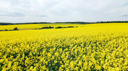 Obraz premium Aerial view of rich harvest of blooming yellow rapeseed with blue sky and clouds