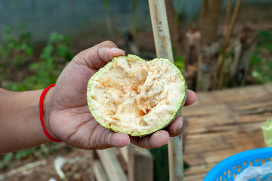 Wood apple (Limonia acidissima) sold in food stall in Cambodia