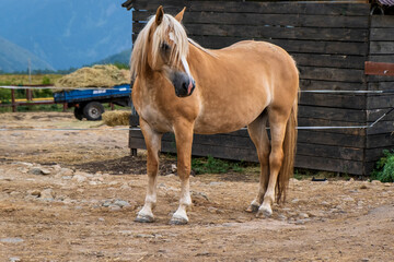 horse in the farm