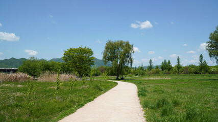 A promenade in Dumulmeori Park in the hot summer.Smooth and comfortable road Everything is nature.