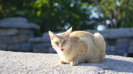 Fototapeta na wymiar The yellow cat on the rock.Give me the human Churu!