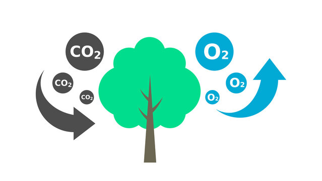 Tree absorbs CO2 and releases O2. Carbon cycle. Photosynthesis process diagram. Carbon dioxide reduction. Oxygen production. Forestation concept. Eco friendly. Vector illustration, flat, clip art. 