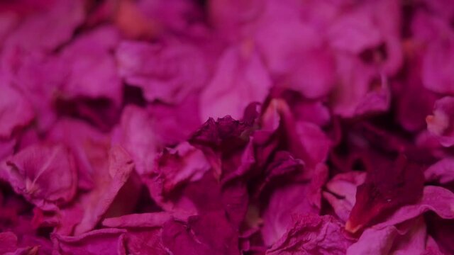 Falling dried fuchsia Rose petals in slow motion .