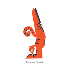Vector flat isolated illustration with animal character doing yoga -  Feathered Peacock Pose. Asian tiger learns relaxing and stretching exercise - forearm stand. Basic sports balance exercise
