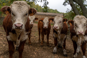 Charolais and limousine calves on a pasture farm looking at the camera.