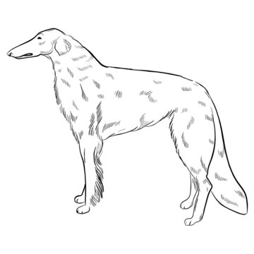 Borzoi dog isolated on white background. Hand drawn dog breed vector sketch.
