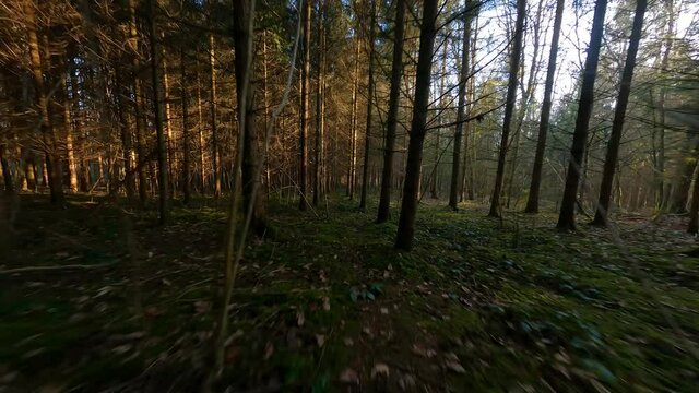 Star Wars-like shot in the woods in Bons-en-Chablais, Haute Savoie