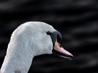Profile, headshot of a Mute Swan, Cygnus olor.