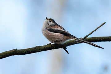 Aegithalos caudatus. Long-tailed Tit against a natural woodland background.