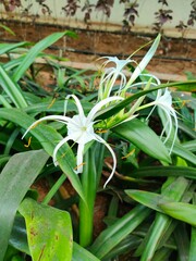 aloe vera plant in a garden