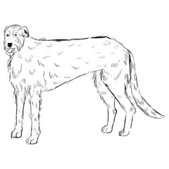Irish Wolfhound dog isolated on white background. Hand drawn dog breed vector sketch.