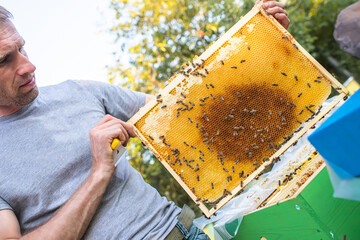 beekeeper holds a frame with honey, and bees.