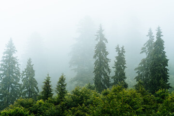 pine forest in the foggy morning