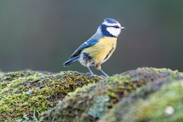 Eurasian Blue Tit in a natural woodland.