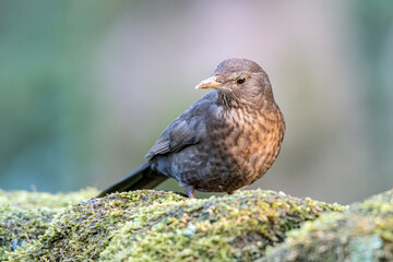 Female Blackbird, Turdus merula in a natural woodland setting.