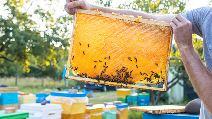 beekeeper inspects frame with queen cells on apiary in evening in rays of setting sun. beekeeper shares frames in hive with hive tool. Beehives on bad of trees in village. Private apiary,