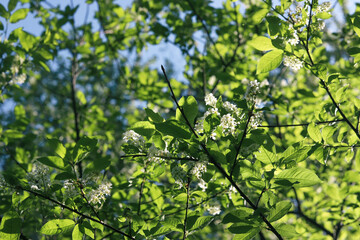 Blooming bird cherry on a sunny spring day in the forest. beautiful nature background 