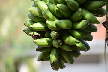 bunch of bananas on the tree (closeup view of little cluster of green banana fruit)