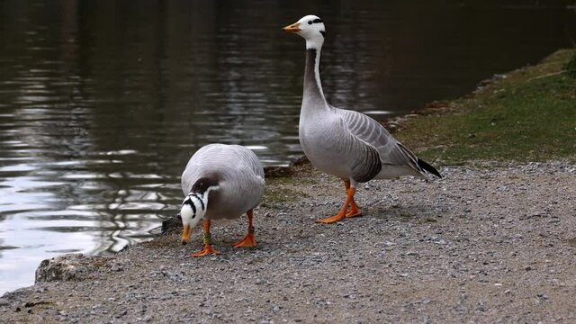 The bar-headed goose, Anser indicus is a goose that breeds in Central Asia in colonies of thousands near mountain lakes and winters in South Asia, as far south as peninsular India. Seen in the English
