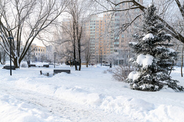 Trees in hoarfrost in a city park in Moscow, Russia