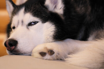Husky dog sleeps curled up on the couch, close-up.