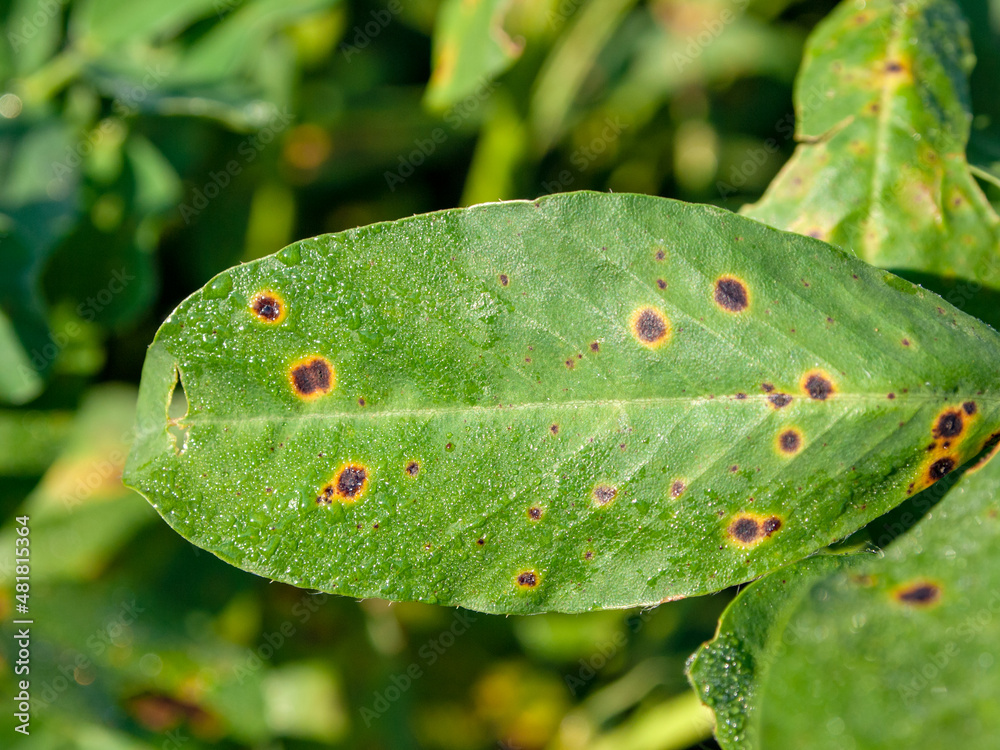 Wall mural brown leaf spot (mycosphaerella arachidis) on peanuts