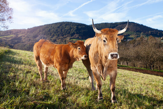 cow and calf on pasture