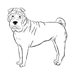Shar Pei dog isolated on white background. Hand drawn dog breed vector sketch.