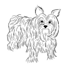 Yorkshire Terrier dog isolated on white background. Hand drawn dog breed vector sketch.