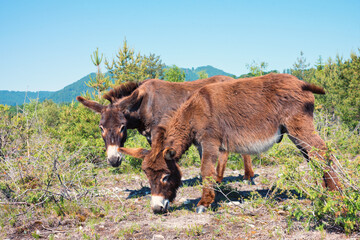 two brown donkeys at riparian zone Isar river Bad Tolz, upper bavaria