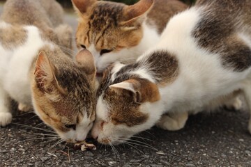 猫