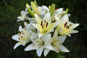 A huge branch of white lilies blooms in the summer garden.