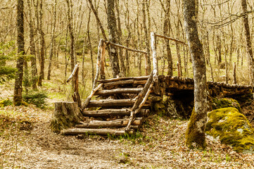 Old log bridge and oak grove in spring. El Tejedelo Forest. Requejo from Sanabria. Zamora. Spain.