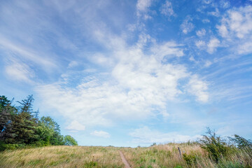 Grass landscape with a small trail