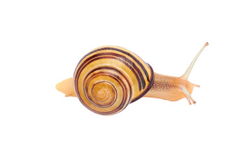 Grove snail or brown-lipped snail without dark bandings, Cepaea nemoralis, in front of white background