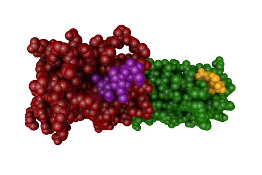 Molecular model of human interleukin-34 isolated on white background. Rendering with differently colored protein chains based on protein data bank entry 4dkc. 3d illustration